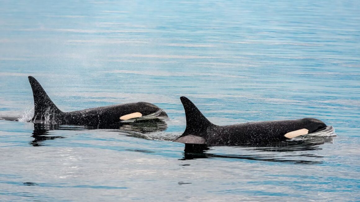 Kayak with Orcas: Exploring Vancouver Island's Majestic Waters