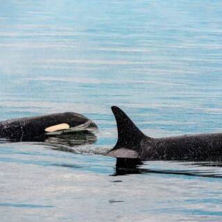 Kayak with Orcas: Exploring Vancouver Island's Majestic Waters