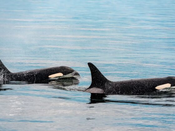 Kayak with Orcas: Exploring Vancouver Island's Majestic Waters