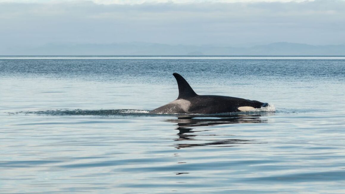 best place to kayak with orcas