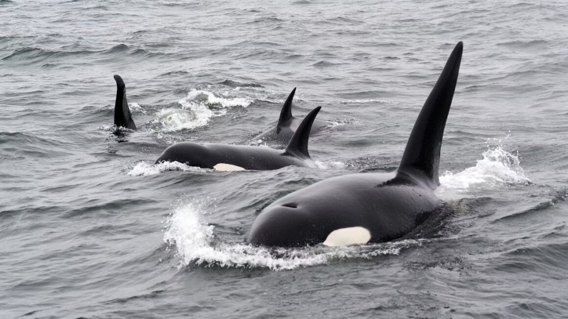 Kayaking with Orcas: Your Ultimate Guide