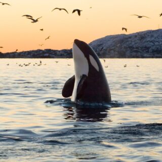 kayaking with orcas san juan islands