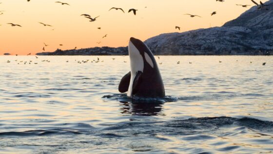 kayaking with orcas san juan islands