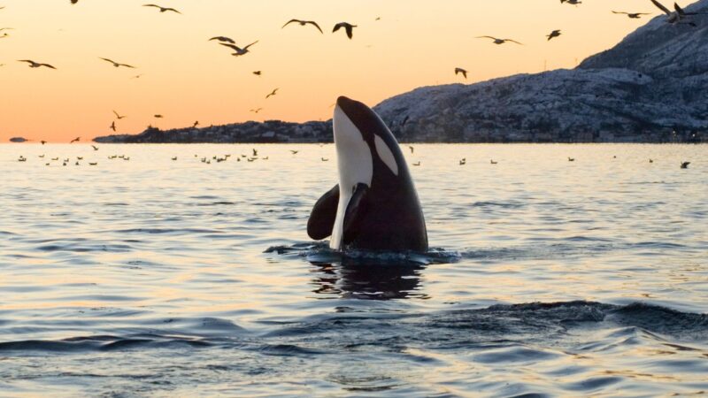 kayaking with orcas san juan islands