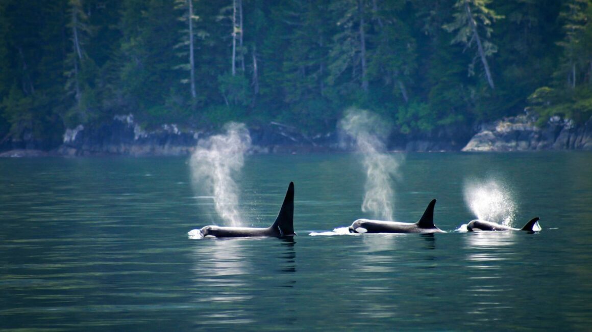 Discover the thrill of kayaking with majestic orcas in the stunning San Juan Islands with our ultimate guide.