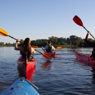 Kayaking With Whales: Washington Tour