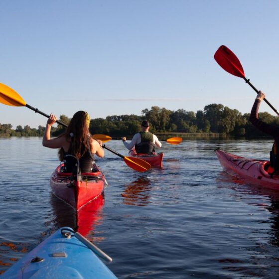 Kayaking With Whales: Washington Tour