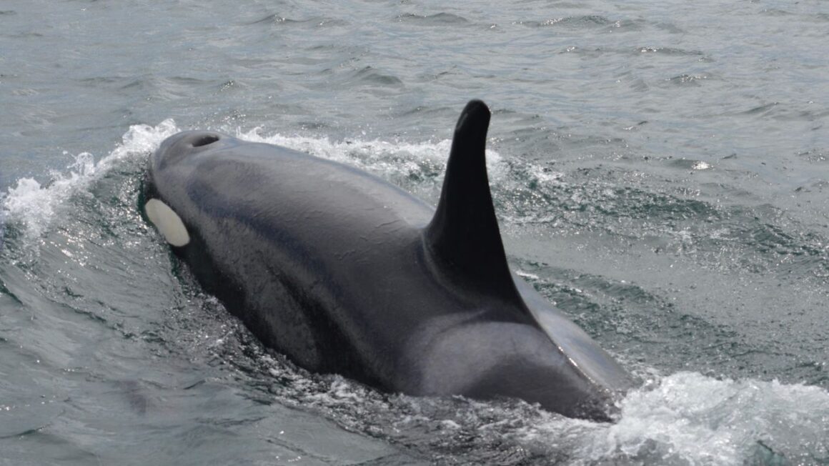 best place to kayak with orcas