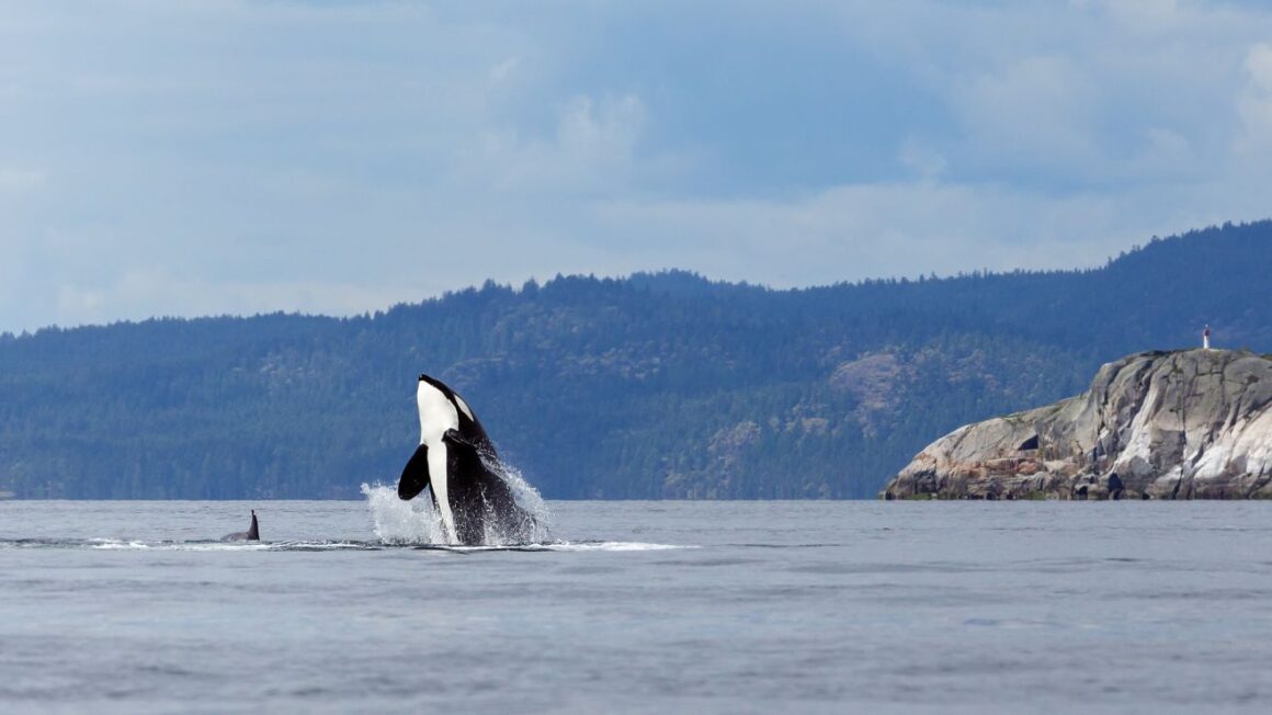 Safety Measures for Kayaking with Orcas