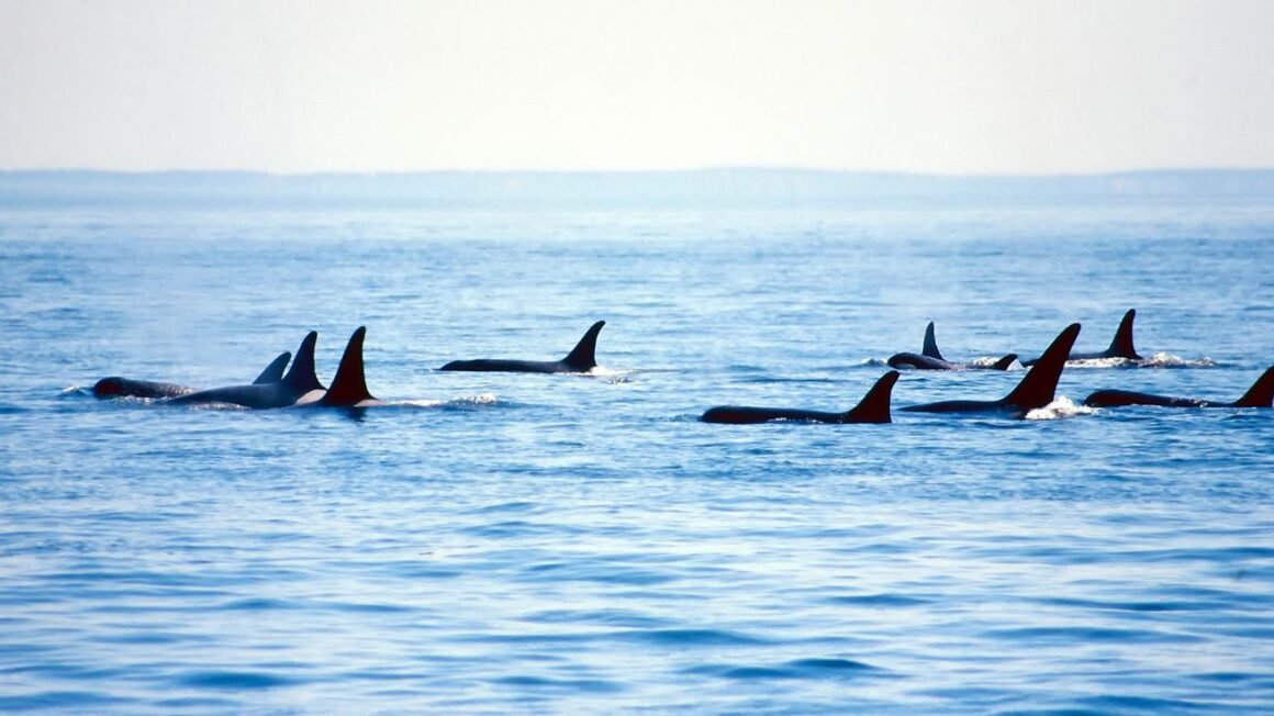 Embark on a thrilling adventure as you kayak with majestic orcas in Washington.