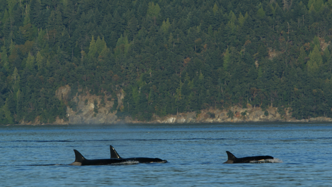 kayak tours with experienced guides