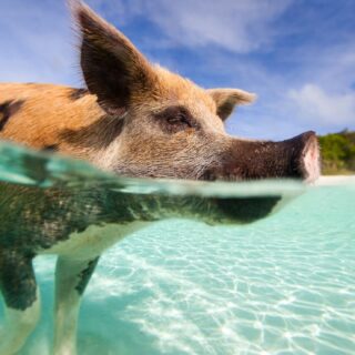 swimming with pigs bahamas