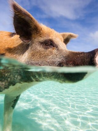 swimming with pigs bahamas