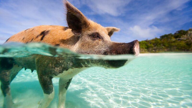 swimming with pigs bahamas