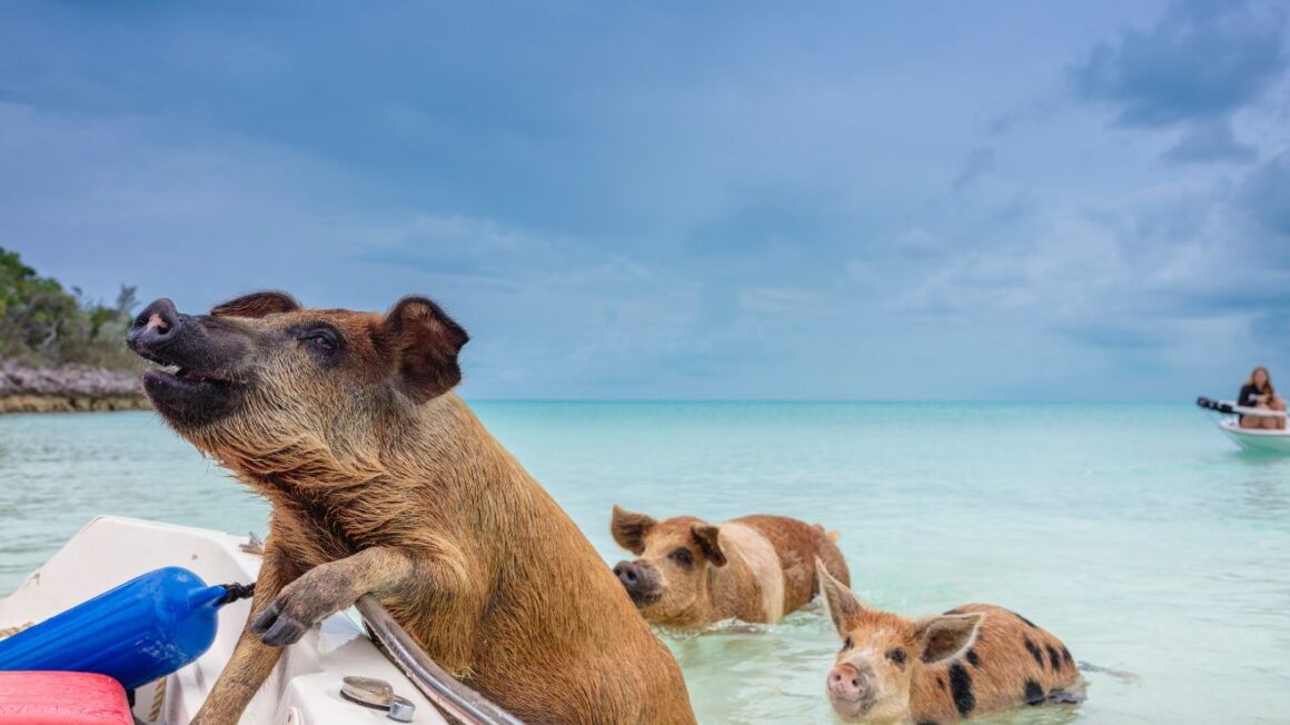 swimming with pigs bahamas